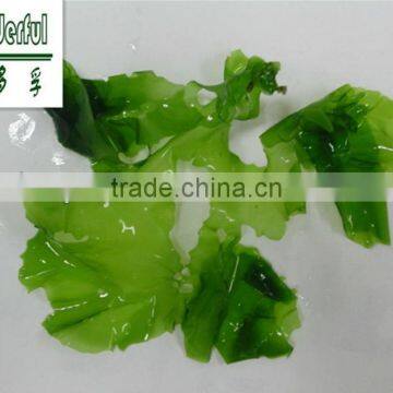 Seaweed Food Roasted Green Seaweed Ulva Lactuca or Sea Lettuce