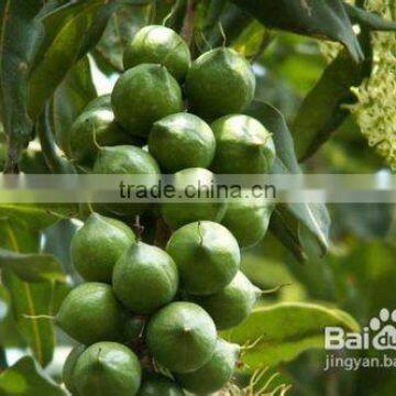 New Type & Hot Sale Mutifunction Nut Peeling Machine photo-3