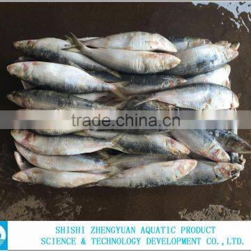 Hot Sale Frozen Sardine Fish Whole Round photo-3