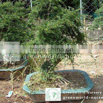 Ulmus bonsai trees good shape