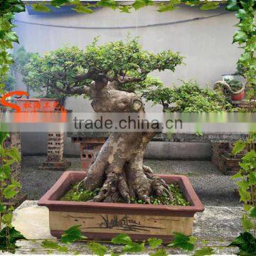 Mini Artificial Plastic Banyan Tree 7ft Fake Curved Trunk for Home Decoration photo-2