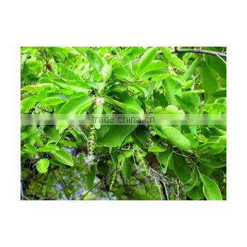 Terminilia Chebula photo-3