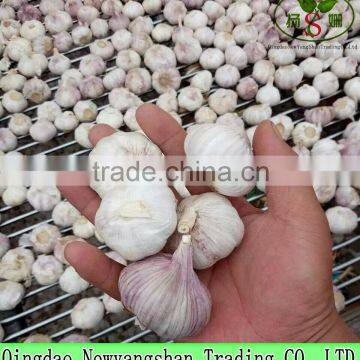 Hot Sale 2016 Fresh Purple Garlic