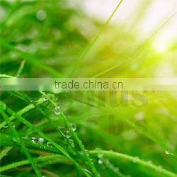 Superior Quality Cynodon Lactylon Grass powder Sale