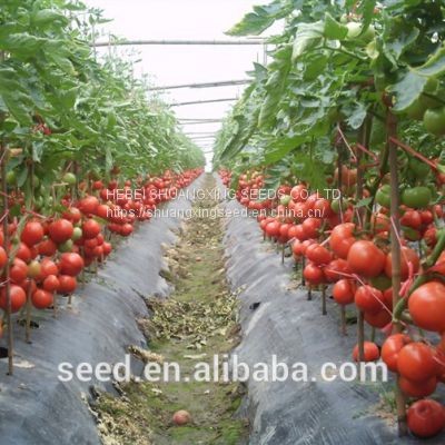 Bright red hybrid tomato seeds israel bonbon vegetable seeds