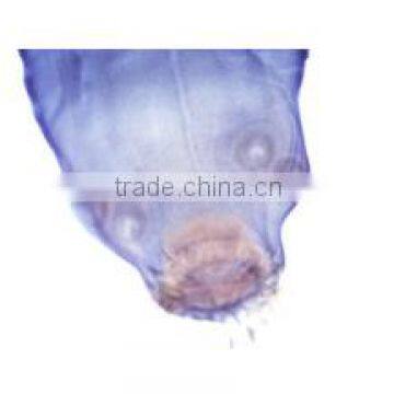 Parasitology Slides, Human Parasitolgy Slides , Biology Parasitolgy Slides photo-2