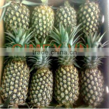 fresh pineapple 2015 VN