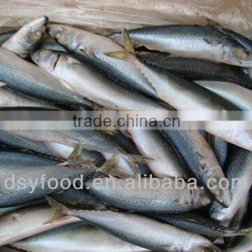 Wholesale Frozen Bonito Tuna in Cheap