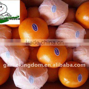 Big navel orange/Fresh orange/Navel orange