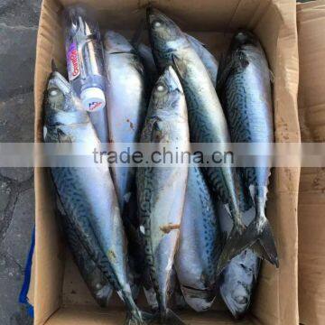 Scombor Japonicus Frozen Big Pacific Mackerel multiple size Light catch land frozen, unit size: 500-1000g