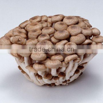 Agaricus campestris Polysacchrides 20% Standard Herbal Extract