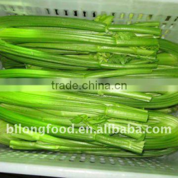 fresh celery (chinese)