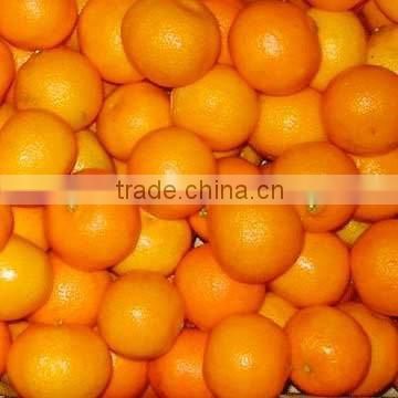 NAVEL ORANGES