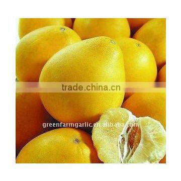 china fujian HONEY POMELO