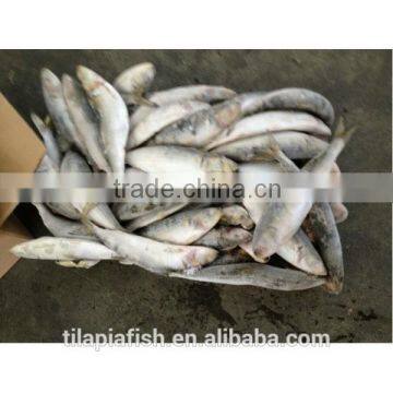 Big size frozen sardine for sale