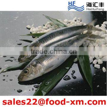 China good quality fresh frozen stock sardine 6-8pcs/kg