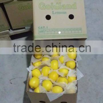 Fresh Lemon Exporter