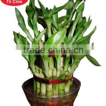 Buy Lucky Bamboo Plant online in India - 3 layer bamboo Plant