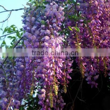 2016 New Beautiful Flower Trees Seeds Chinese Wisteria Seeds For Planting