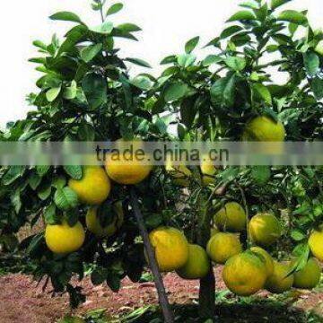 Pomelo, Shaddock tree seedlings