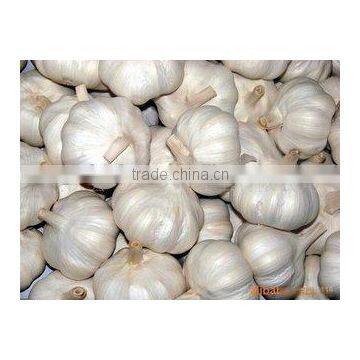 Pure White Garlic (snow White Garlic, Super White Garlic)