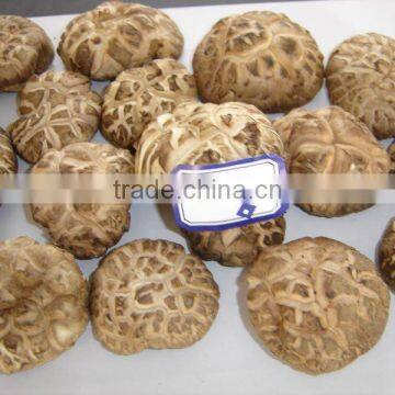 new crop for Flower mushroom hot sale