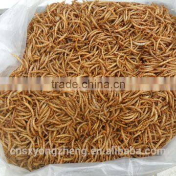 Frozen Food From Chinese Mill 28mm Dried Mealworms For Bird Food