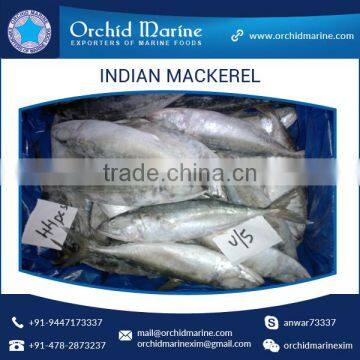 A Grade Good Taste Canned Indian Mackerel Fish Supplier photo-6
