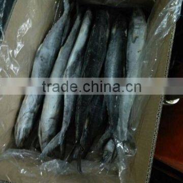 bulk 10kg package IQF small size spanish mackerel