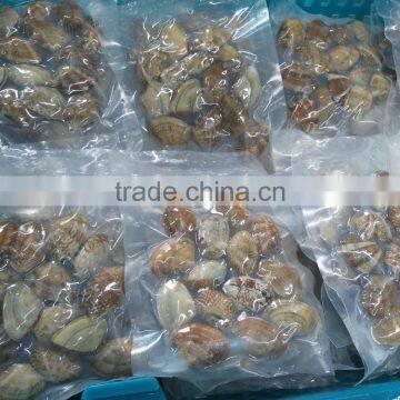 Best Selling Seafood Shellfish Live Geoduck Clam From China photo-3