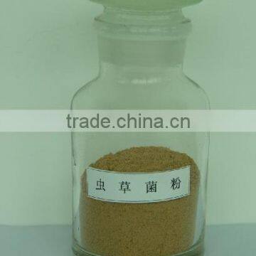Cordyceps Extract Cordyceps Sinensis