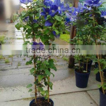 bamboo garden trellis for plant&decoration