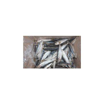 Frozen Horse Mackerel Whole Round