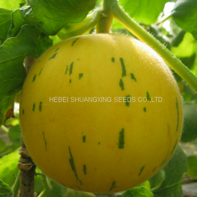 Golden hybrid musk melon seeds for planting