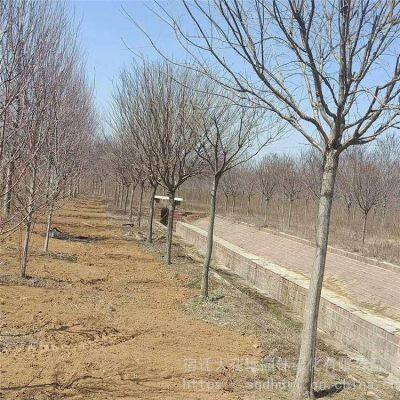 Цена 12 - сантиметрового чина́нтуса рету́суса, дешево, гарантия выживания