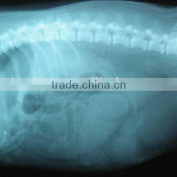 made in china ct film, kodak imaging, veterinary instruments and products ,hangzhou films,x-ray dry film