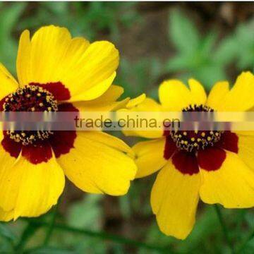 Sanvitalia ,Coreopsis , Flower Seeds , Herb Seed,vegetalbe Seed,fruit Seed,grass Seed photo-2