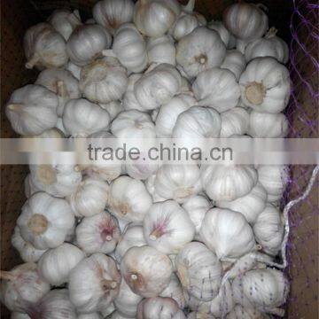 fresh garlic for sale jinxian new garlic