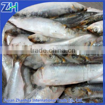 seafood supplier frozen sardine tin cans for food canning fish