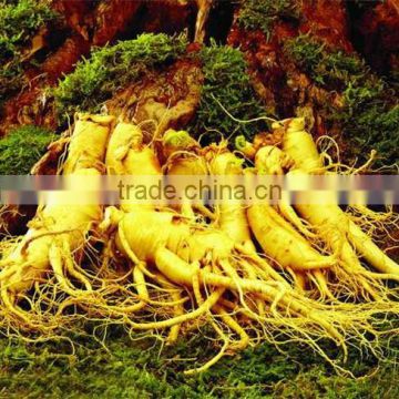 Chinese herb 100 Pure Natural GINSENG Herbal Oil