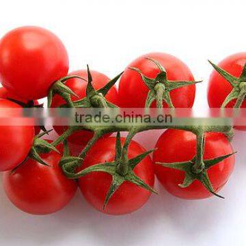 Fresh Tomato