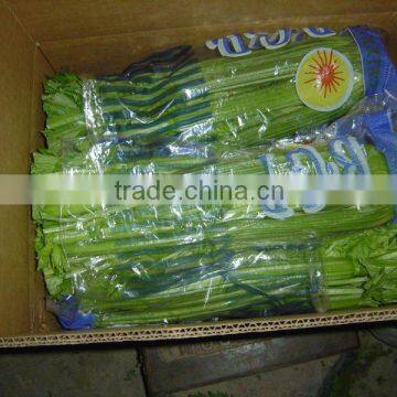 2012 New crop fresh celery