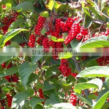 Schisandra fruit powder