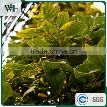 Vietnam Whole Black Pepper From Good Exporter 550gl photo-5