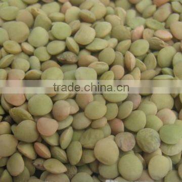 Green Lentil beans with hign quality