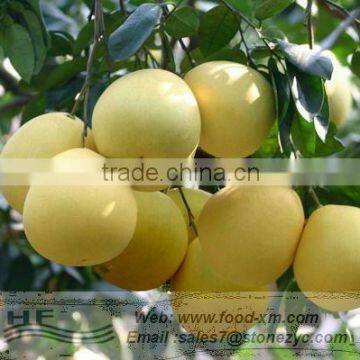 yellow shaddock tasty honey pomelo