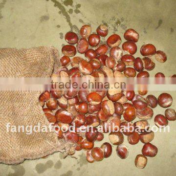 new crop chestnut from china