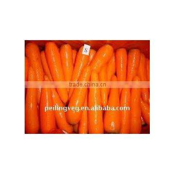 FRESH RED CARROTS (2011)