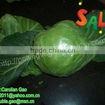 Fresh Chinese Round Cabbages