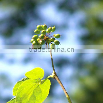 Siberian Ginseng Extract Powder in China